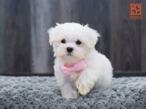 Maltese