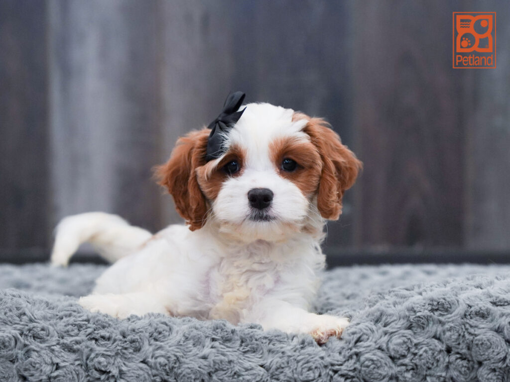 Lottie-Rae - Cavapoo