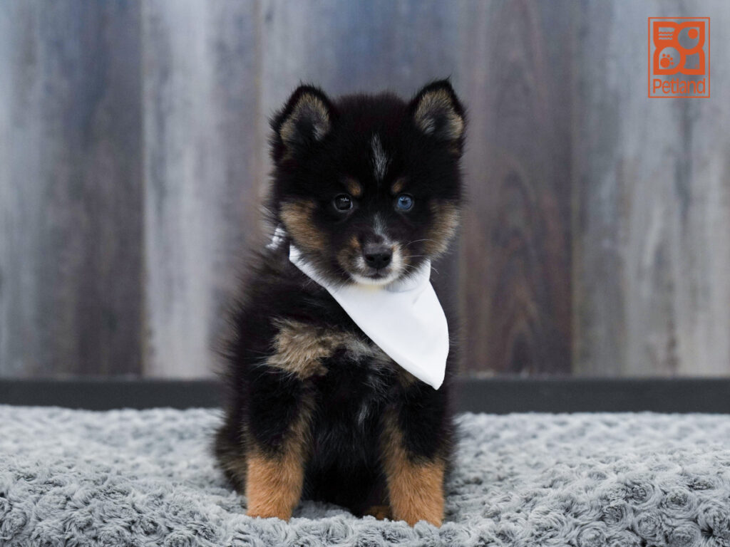 Oliver - Pomsky 2nd Gen