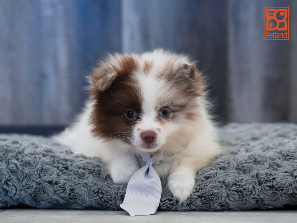 Jack - Pomeranian