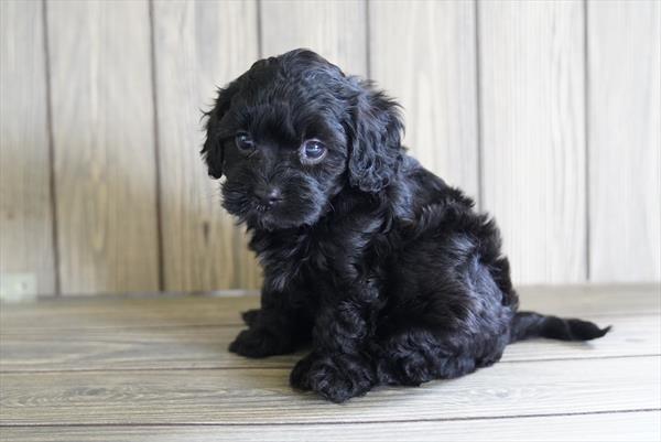 Chard - Cavapoo