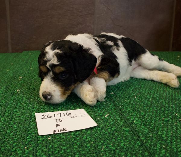 Junia - Bernedoodle Mini 2nd Gen