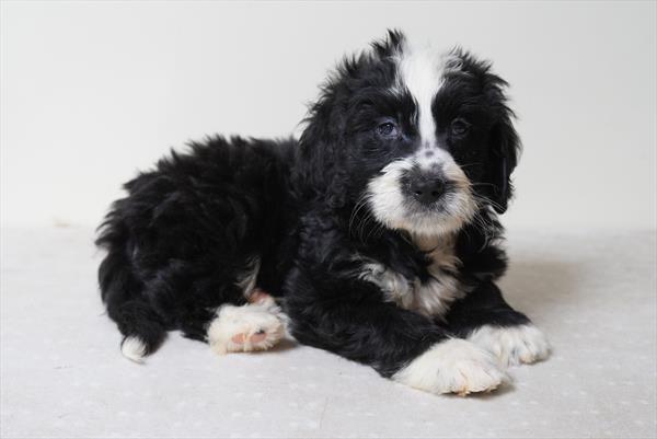 Cheddar - Bernedoodle Mini