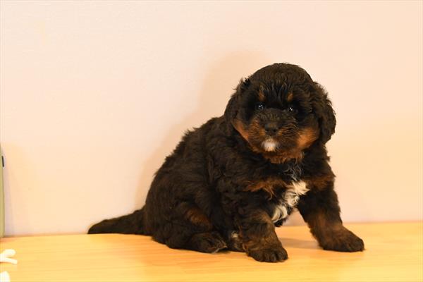 Meatball - Bernedoodle Mini