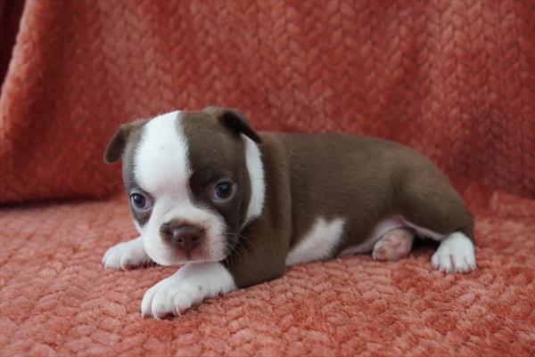 Charisma - Boston Terrier