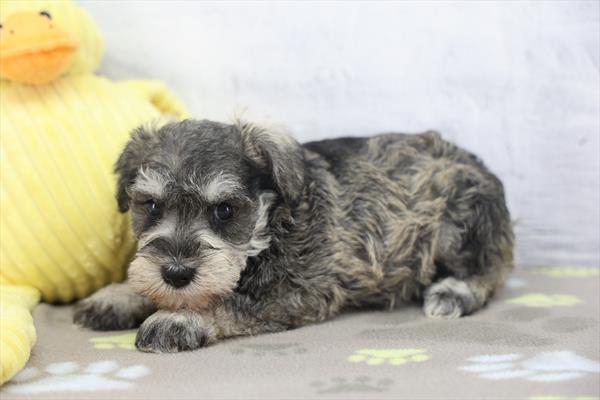 Estelle - Miniature Schnauzer
