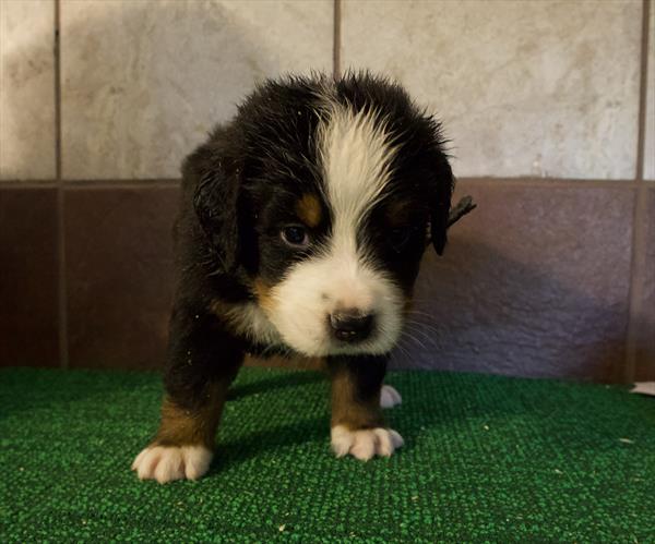 Fletcher - Bernese Mountain Dog