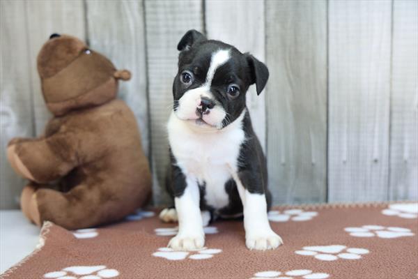 Snoopy - Boston Terrier