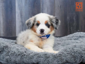 Petland Largo Florida Australian Shepherd puppy available