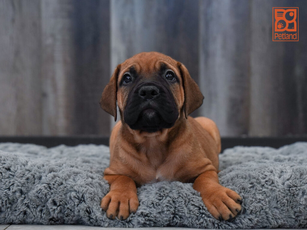Ava - Bullmastiff