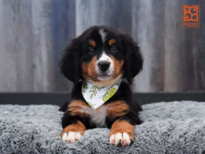 Petland Largo Florida Bernese Mountain Dog puppy available