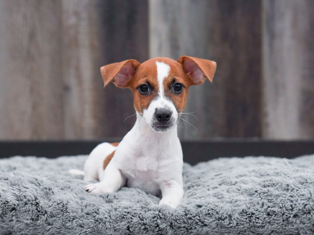 Starlight - Jack Russell Terrier