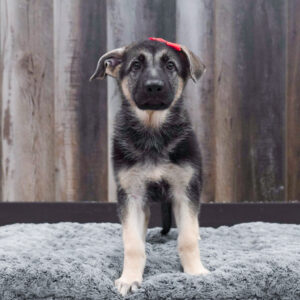 Mirabella — German Shepherd Dog