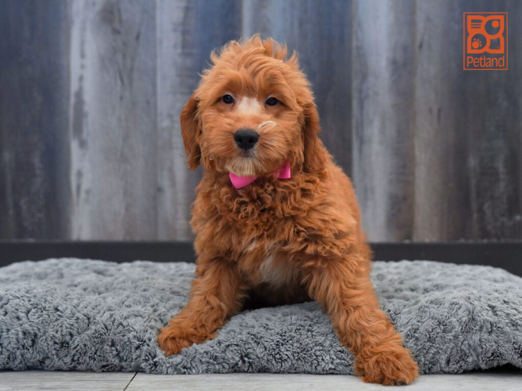 Buck - Mini Goldendoodle