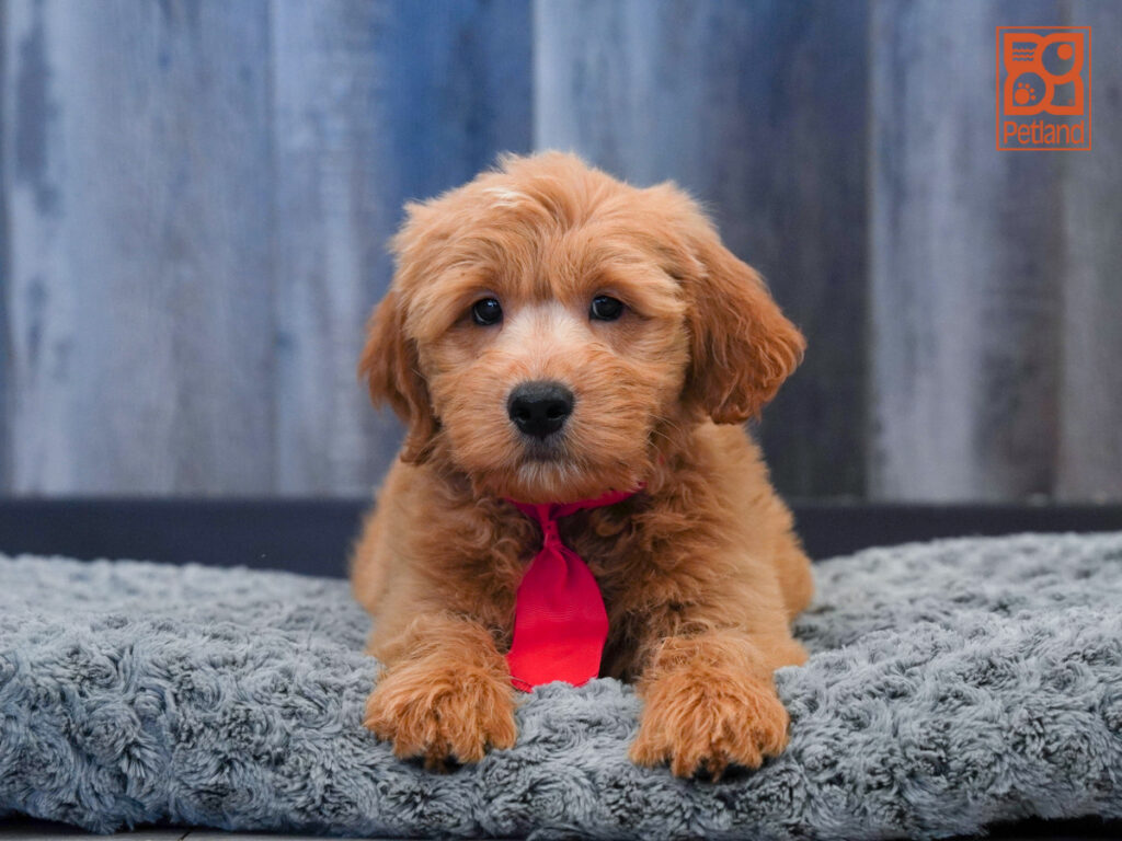 Tank - Goldendoodle Mini