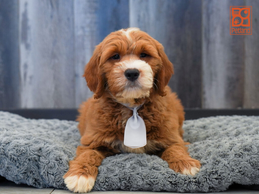 Harvey - Goldendoodle Mini