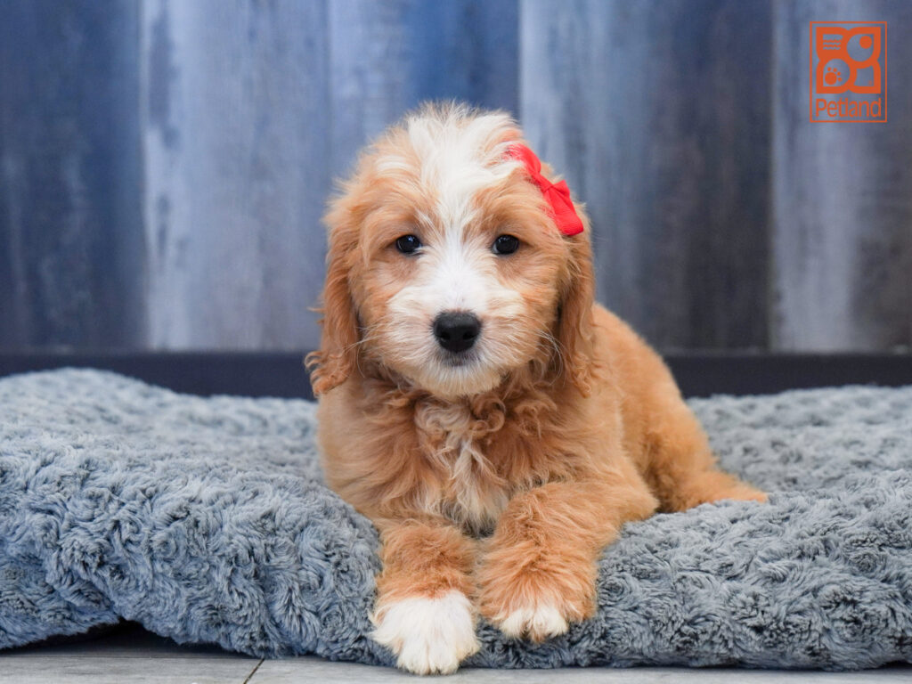 Camille - Goldendoodle Mini