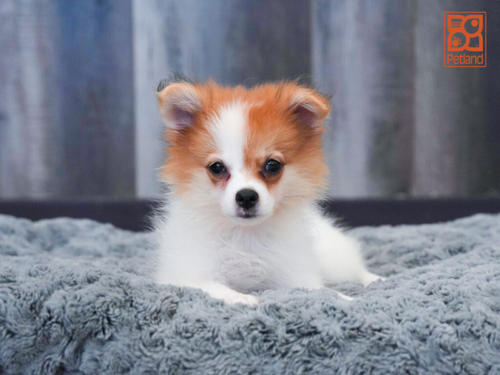 Matilda - Pomeranian