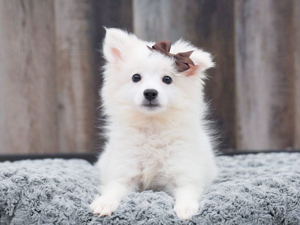 Hallow - American Eskimo Dog