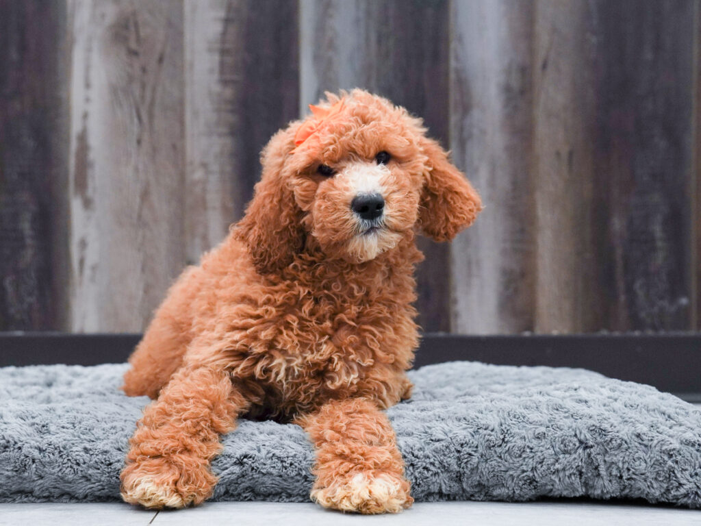 Zora - Goldendoodle 2nd Gen