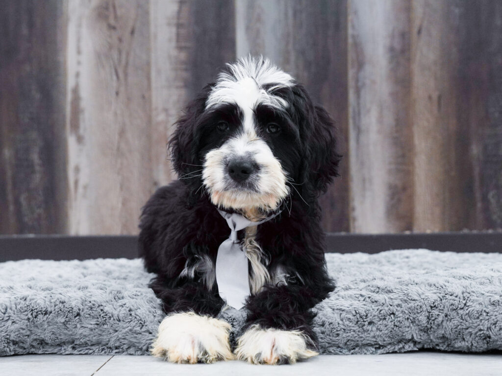 Cheddar - Bernedoodle Mini