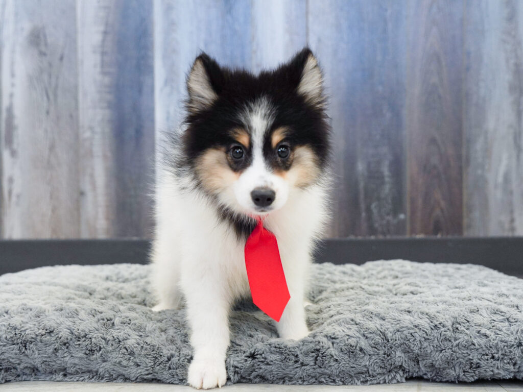 Reeses - Pomsky 2nd Gen