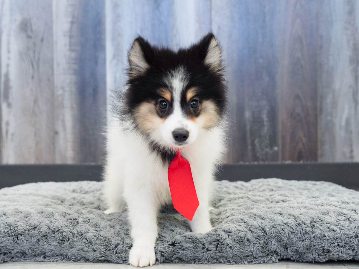 Pomsky in Fort Myers, FL