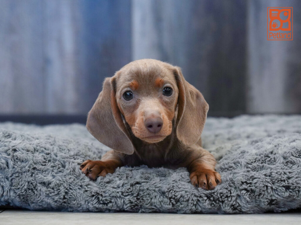 April - Dachshund