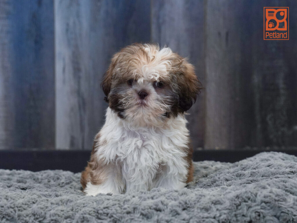 Jax - Shih Tzu