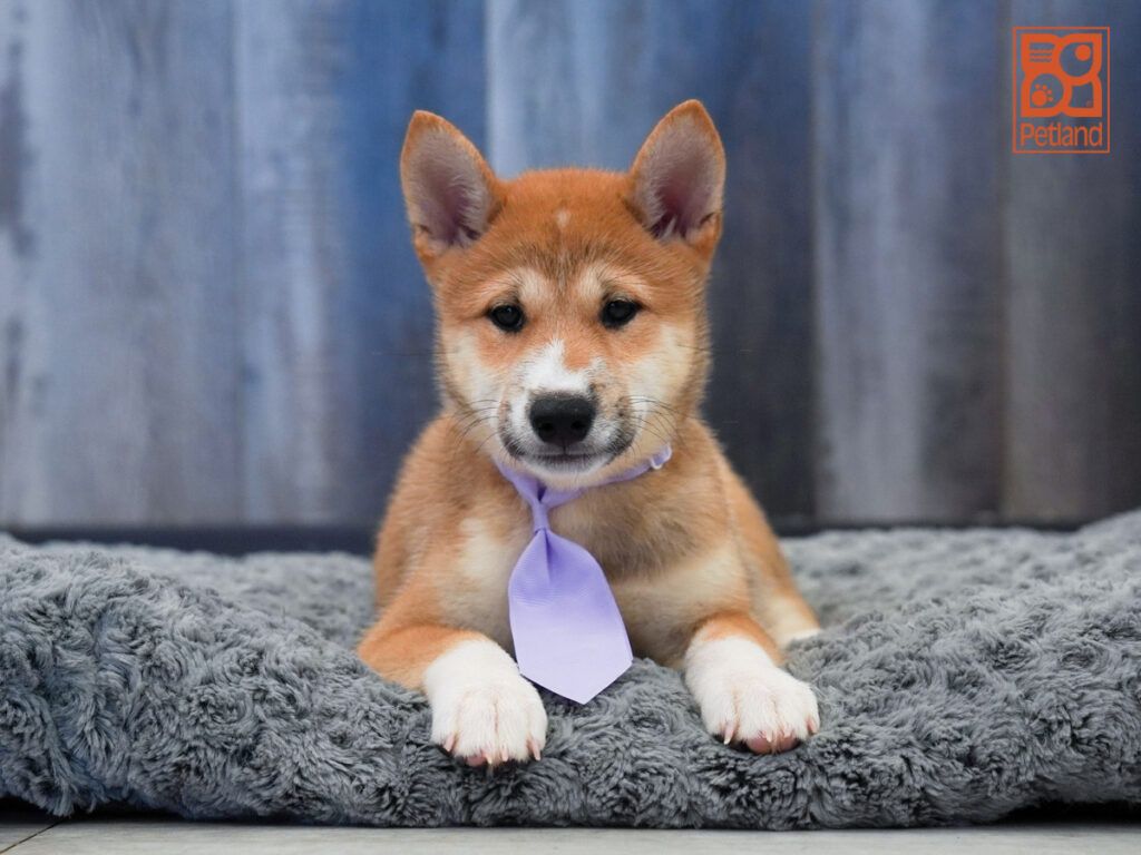 Brutus - Shiba Inu