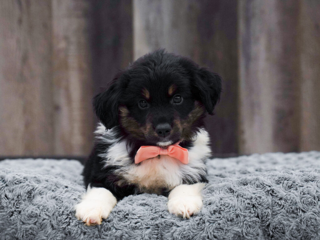 Rudolph - Miniature Australian Shepherd