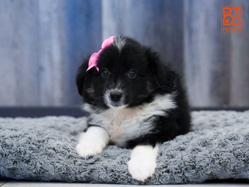 Idalia - Miniature Australian Shepherd