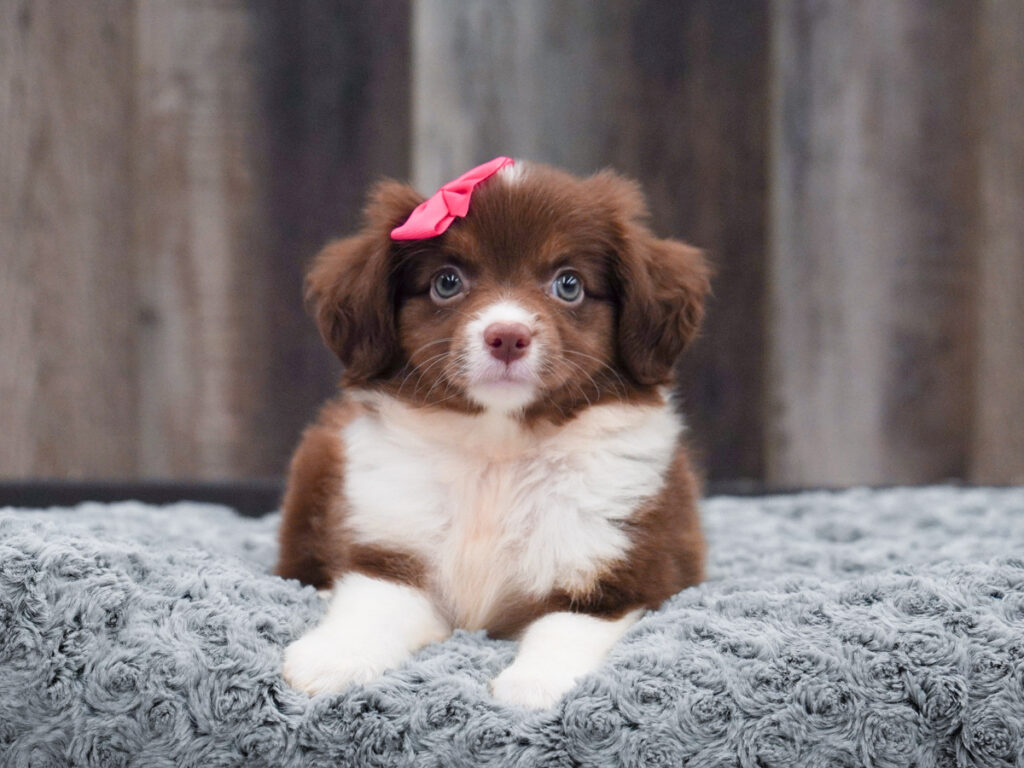 Tabitha - Miniature Australian Shepherd