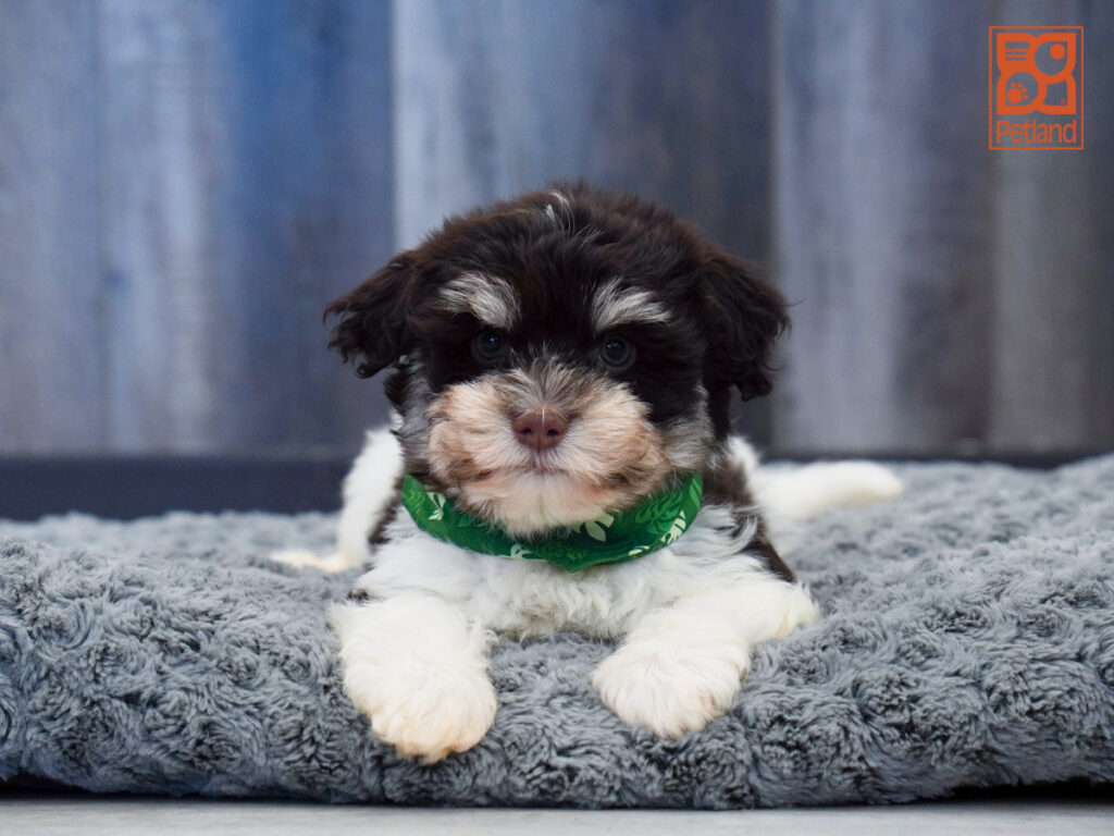 Chance - Havanese