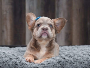 Petland Largo Florida French Bulldog puppy available