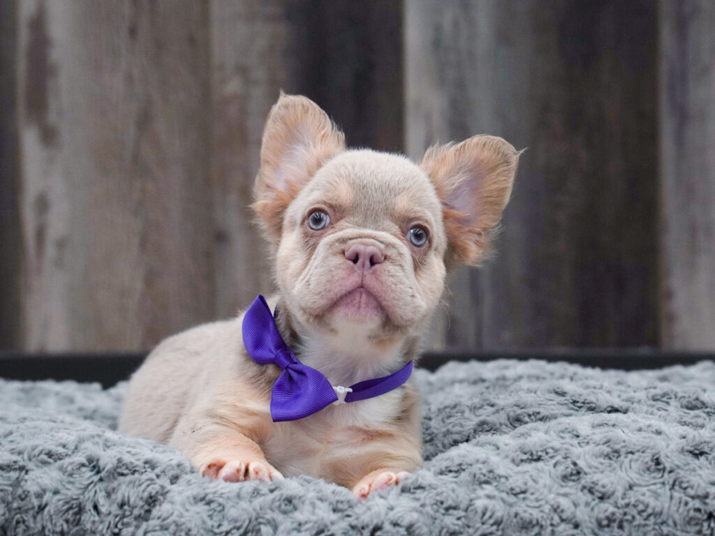 Thor - French Bulldog