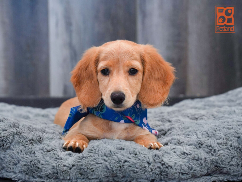 Emmett - Dachshund