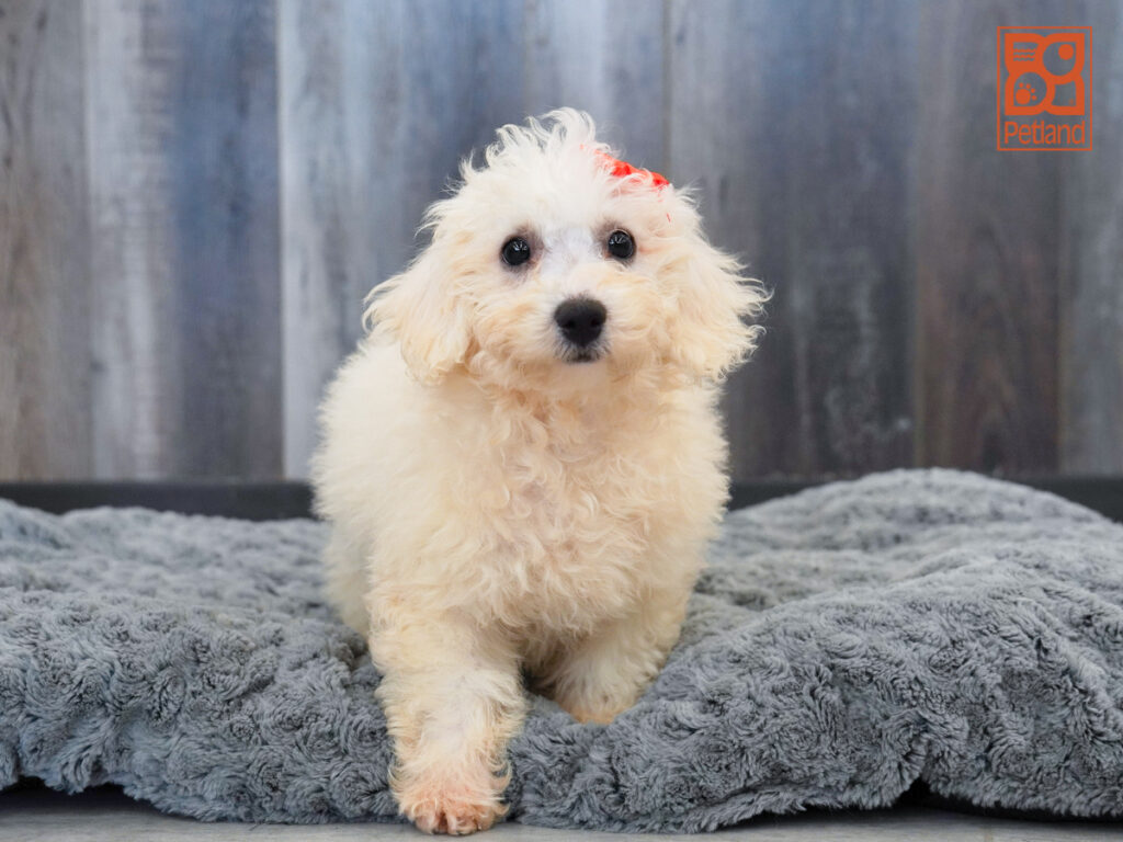 Gracie - Bichon Frise