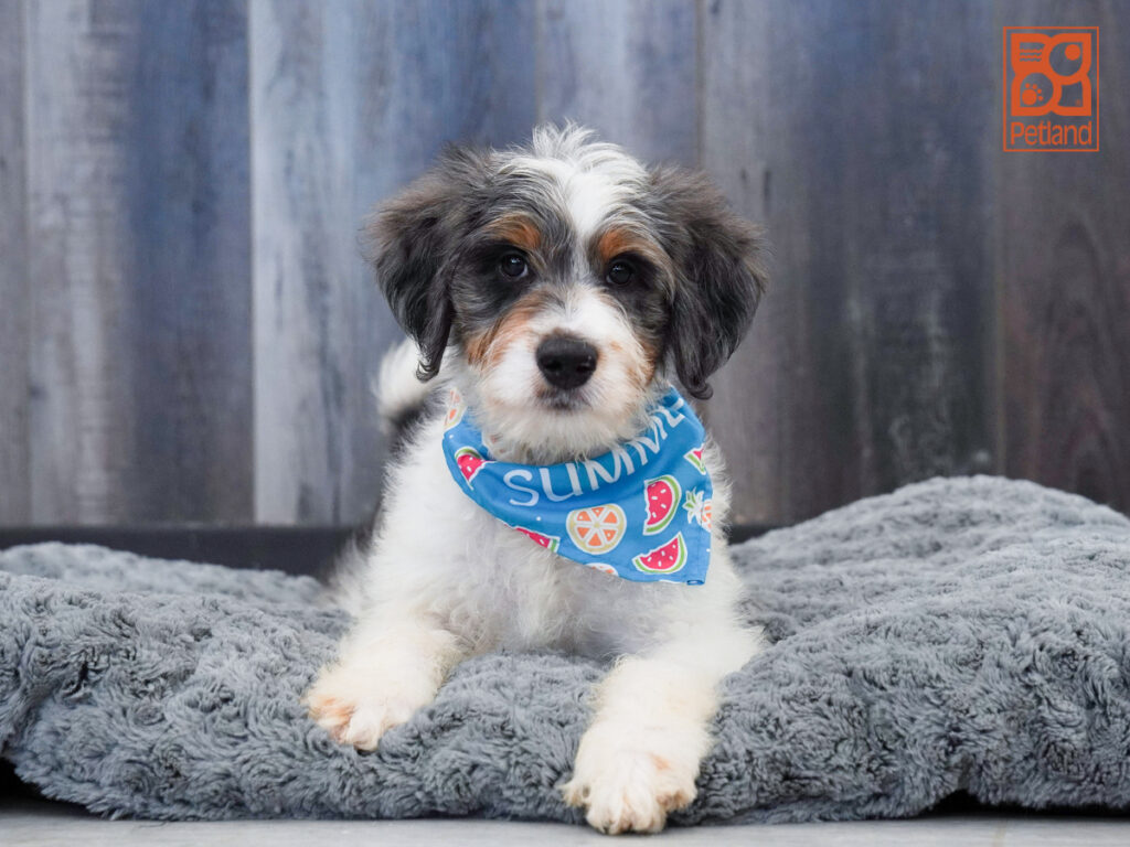 Nico - Mini Bernedoodle 2nd Gen