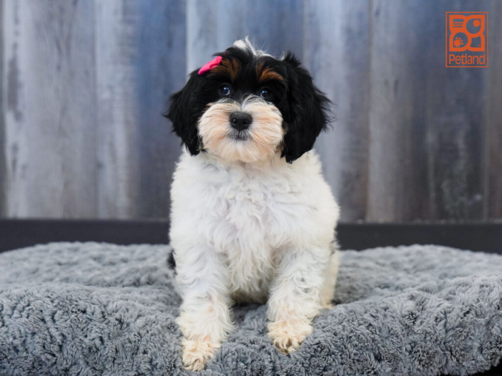 Ruby - Mini Bernedoodle 2nd Gen