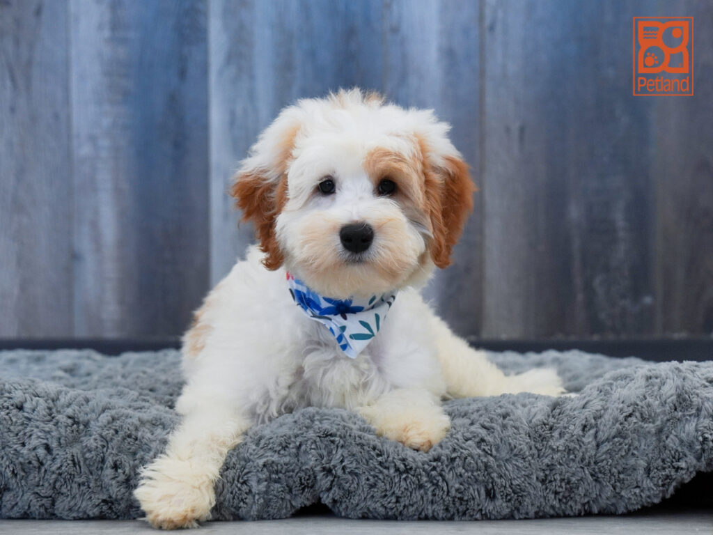 Champ - Mini Bernedoodle 2nd Gen