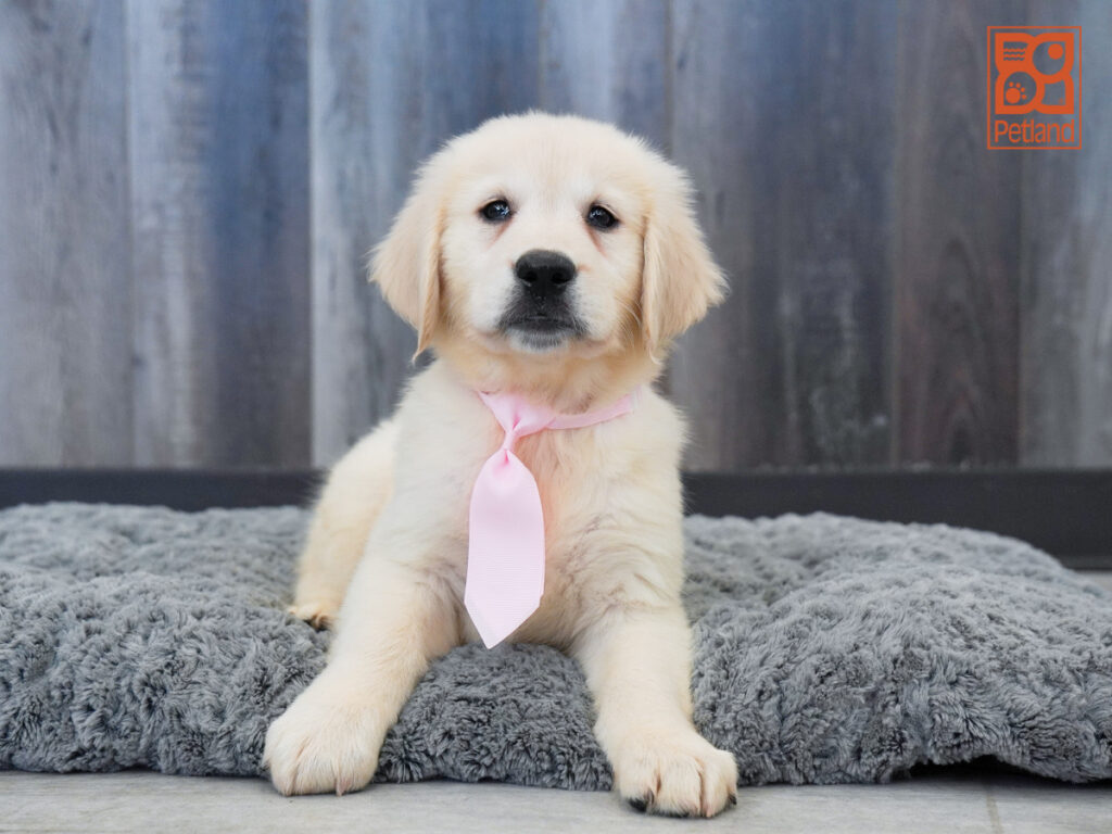 Eddie - Golden Retriever