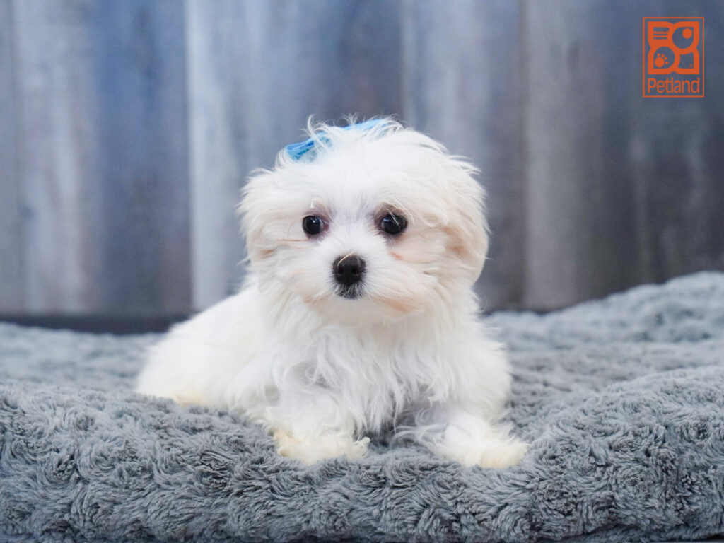 Mimi - Maltese
