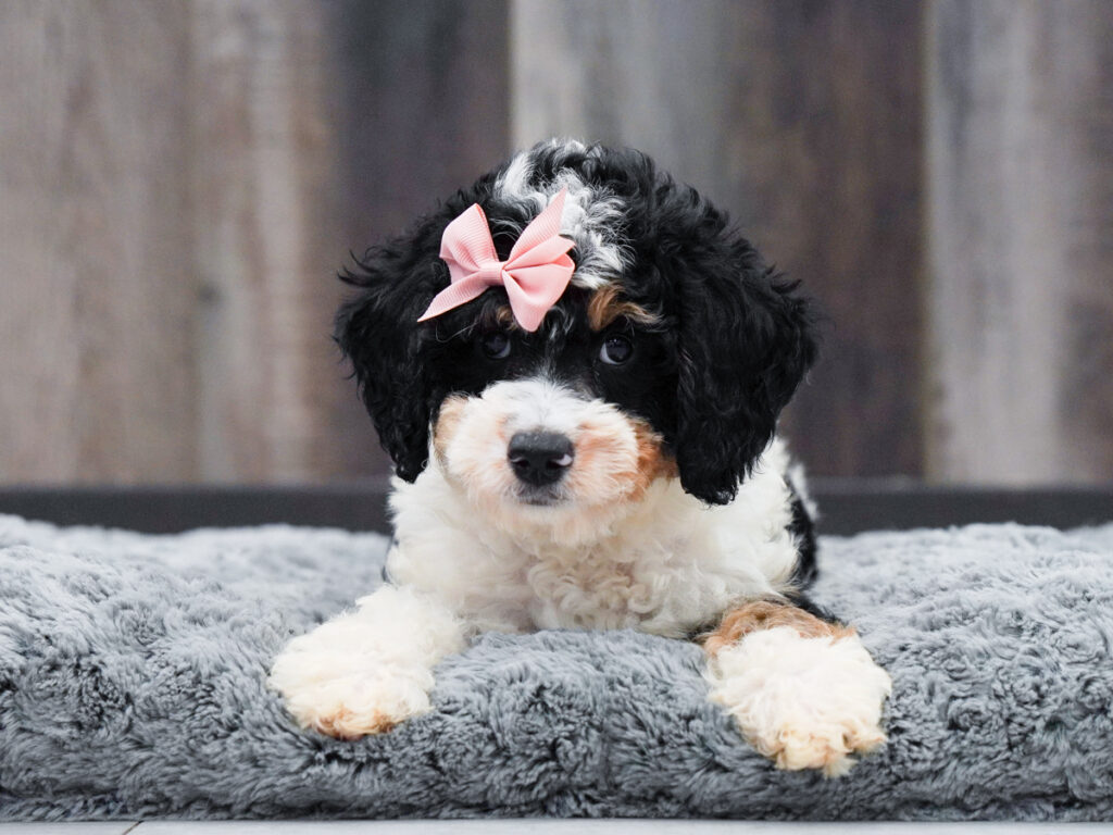 Junia - Bernedoodle Mini 2nd Gen