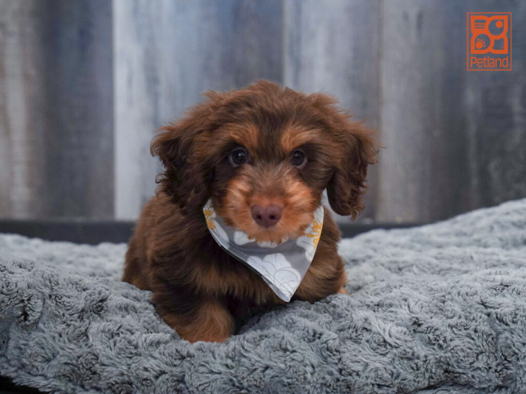 Ranger - Dachshund