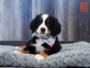 Petland Largo Florida Bernese Mountain Dog puppy available