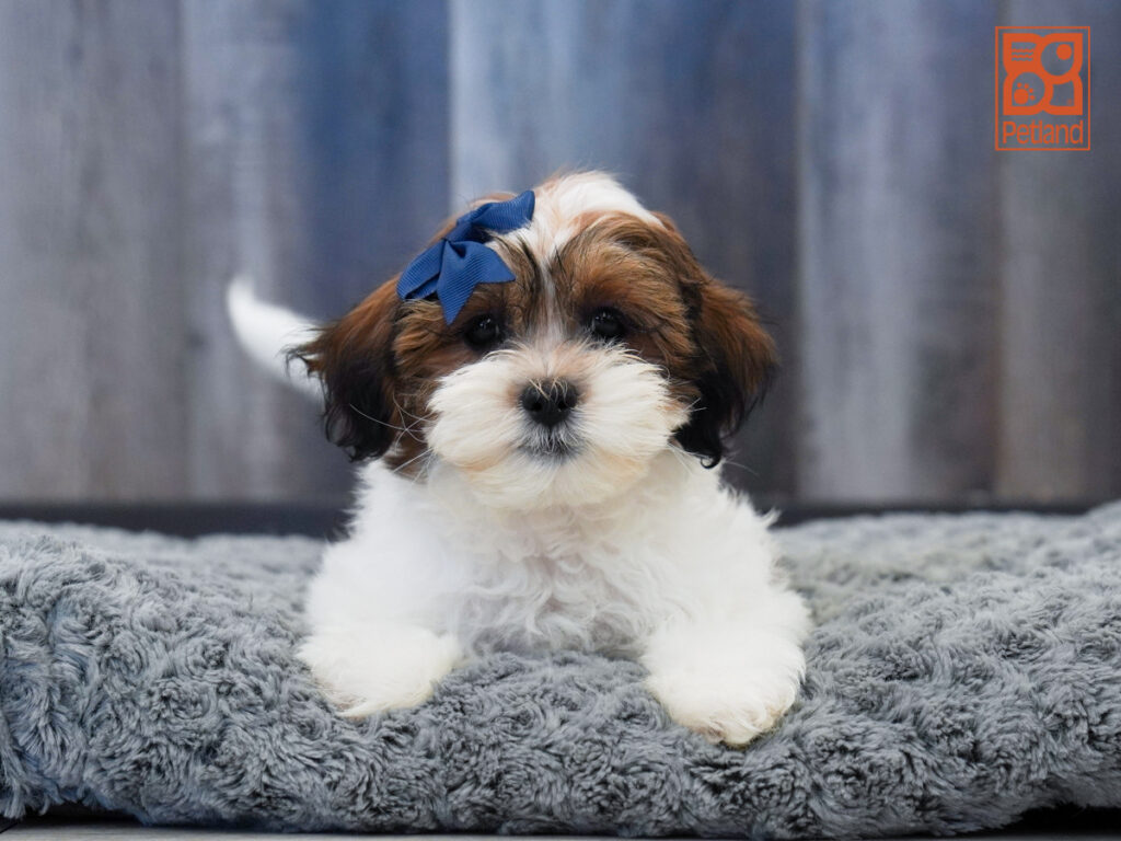 Bonita - Teddy Bear