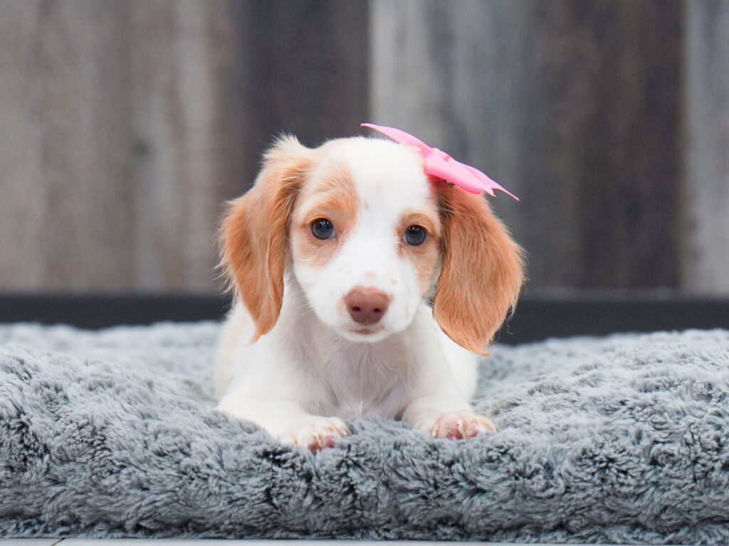 Italia - Dachshund