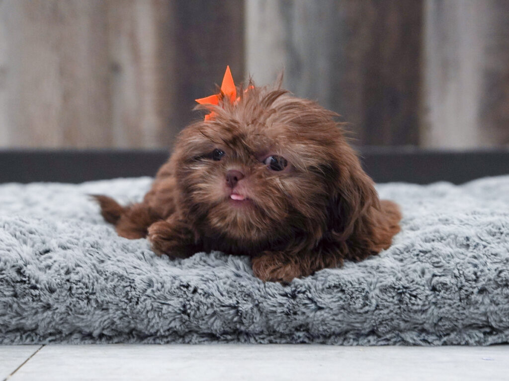 Olivette - Shih Tzu