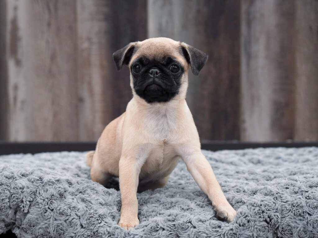 Viva - Pug